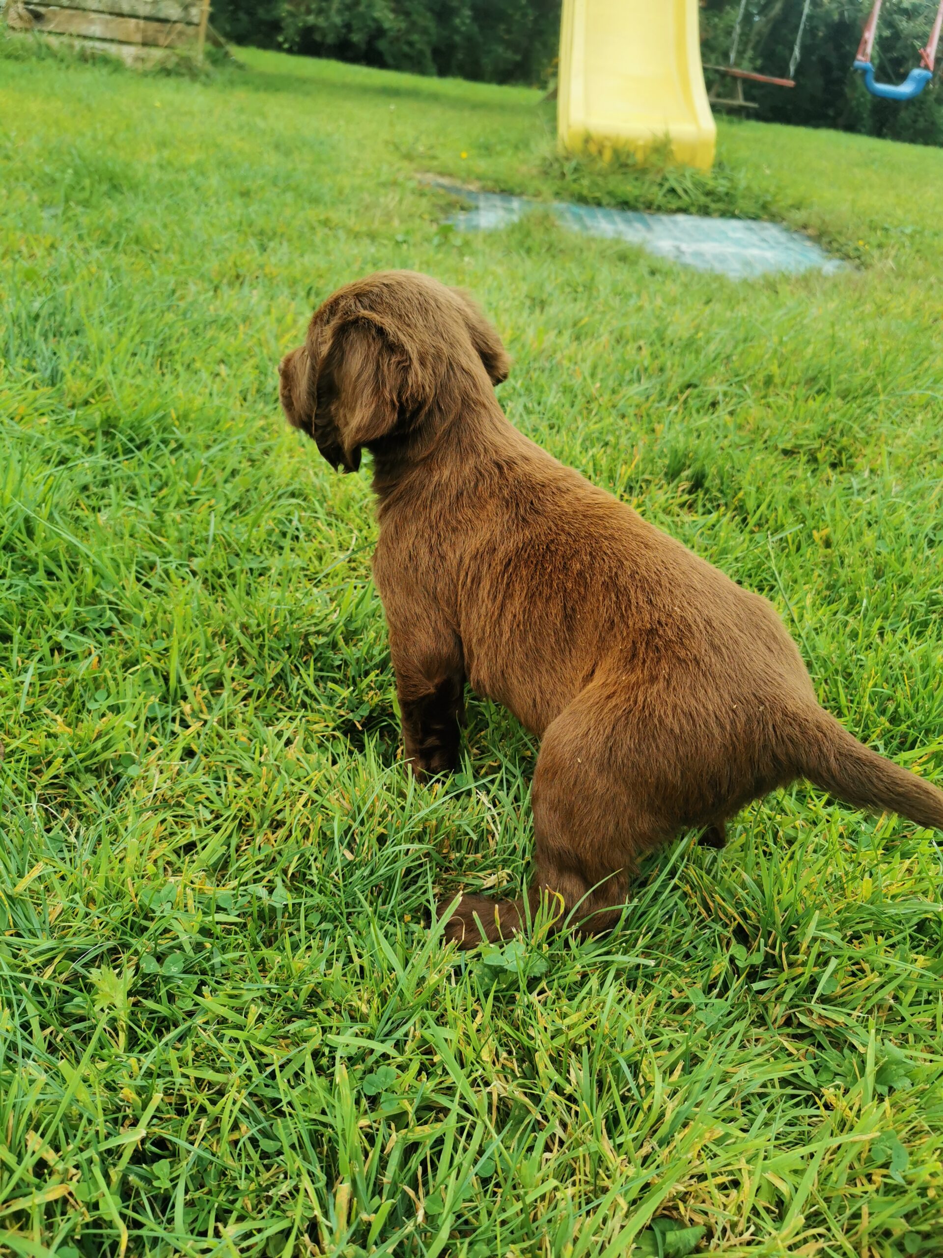Sprocker pups for sale Kildare Dogs For Sale Ireland