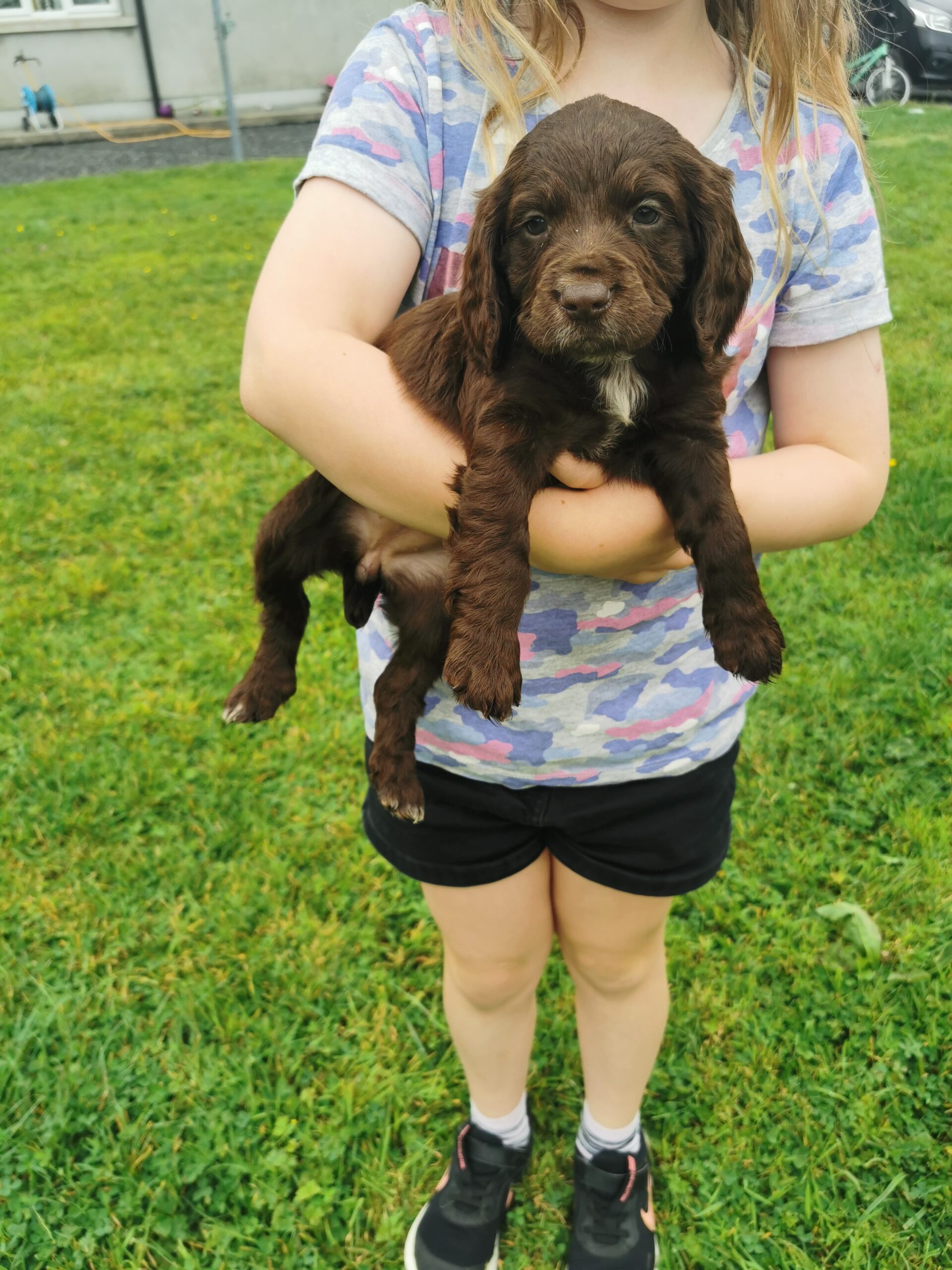 Sprocker pups for sale Kildare Dogs For Sale Ireland