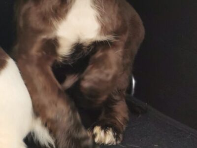 Cocker Spaniel in Tuam – 10 Weeks Old