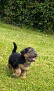 Lakeland Terrier Puppies in County Clare