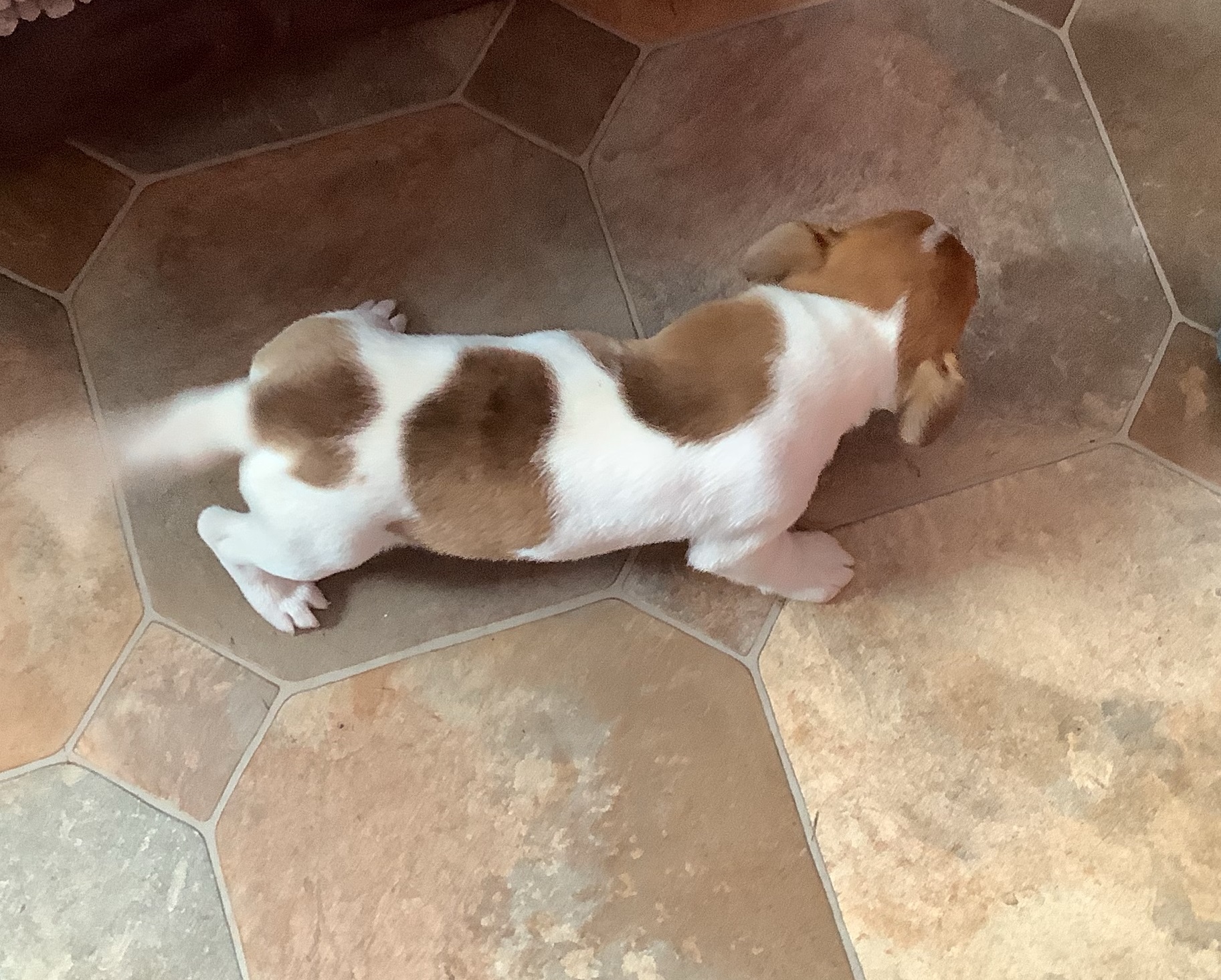 Jack Russell Pups for sale Cork Dogs For Sale Ireland
