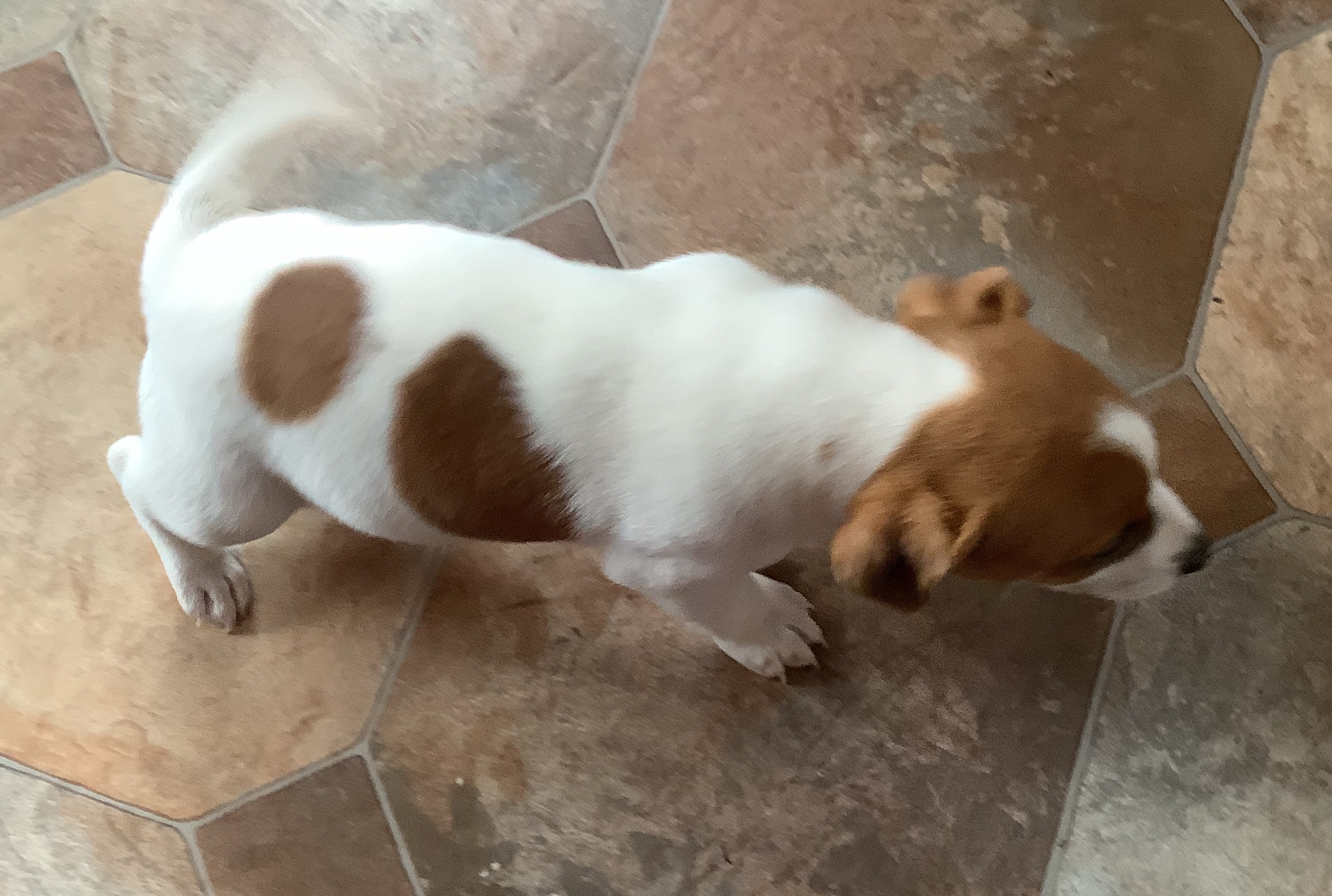 Jack Russell Pups for sale Cork Dogs For Sale Ireland