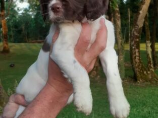 English springer spaniel pups for sale Cavan