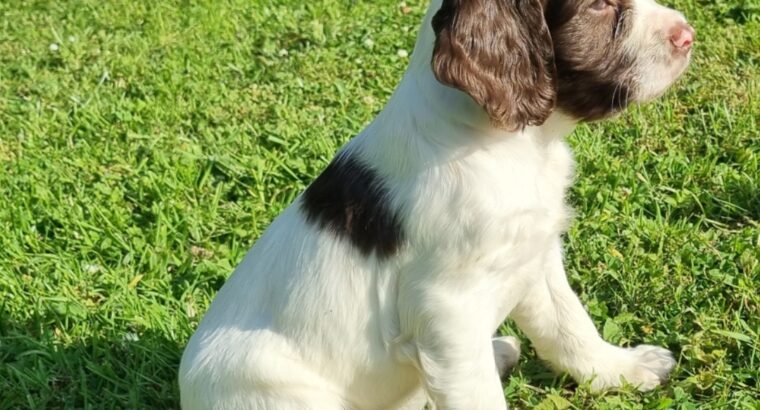English springer spaniel pups for sale Cavan