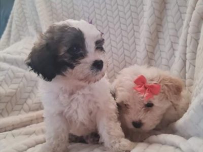 Bichon Frise Puppies for Sale in Cavan