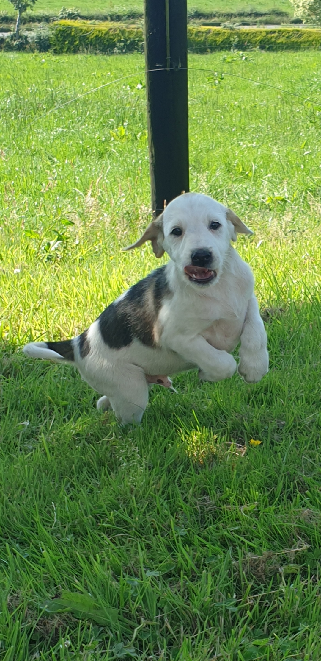 Beagle Pups Castleblaney Dogs For Sale Ireland