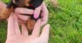 Dachshund miniature pups Kildare