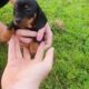 Dachshund miniature pups Kildare