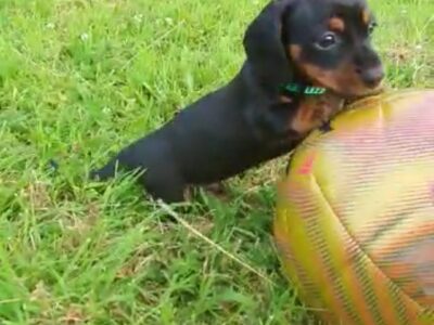 Miniature Dachshunds for Sale in Kildare