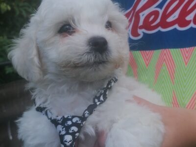 Bichon X Shitzu Puppies in Kildare
