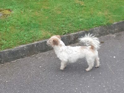 Bichon Frise X Terrier in Kerry – Friendly Duo
