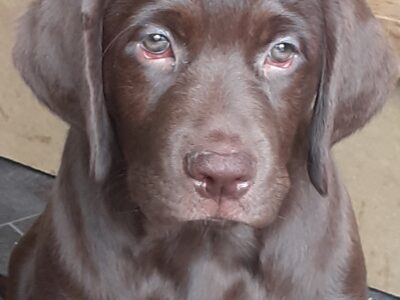 Chocolate Labrador in Tullyallen – Playful Pup