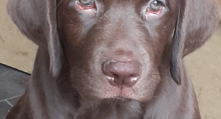 Female Chocolate pup