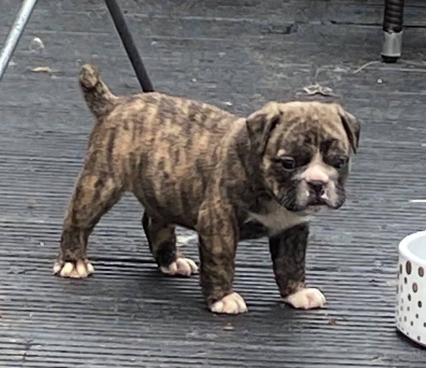 British Bulldog Puppies Tipperary Dogs For Sale Ireland