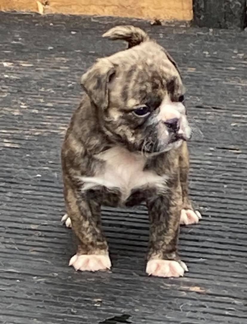 British Bulldog Puppies Tipperary - Dogs For Sale Ireland