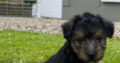 Lakeland X Terrier county Clare