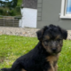 Lakeland X Terrier county Clare