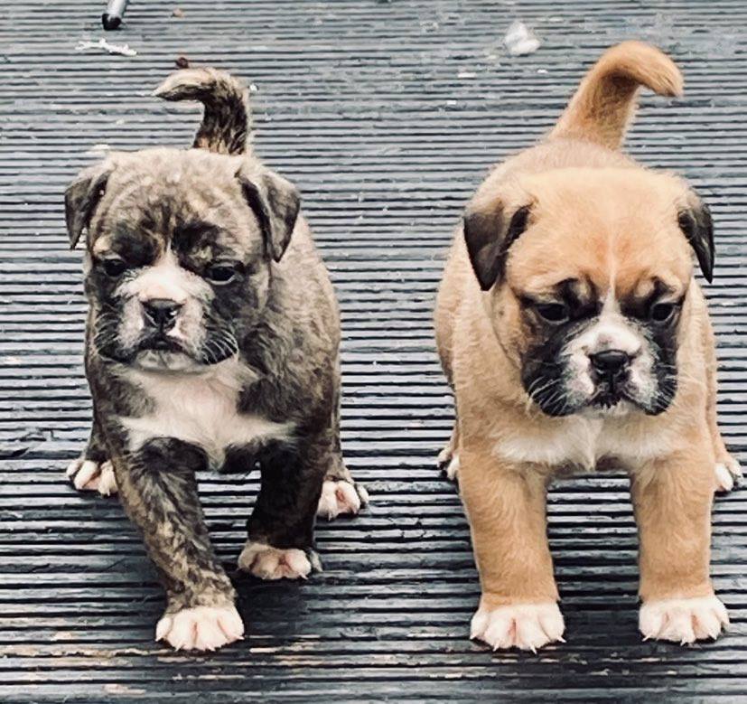 British Bulldog Puppies Tipperary - Dogs For Sale Ireland