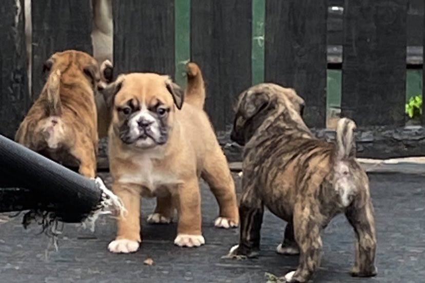 British Bulldog Puppies Tipperary - Dogs For Sale Ireland