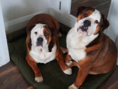 British Bulldog X Bernese in Ballagh, Ireland