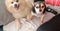 Chihuahua pup for sale Wexford