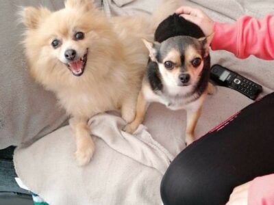Chihuahua Pup for Sale in Wexford – Playful