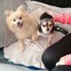 Chihuahua pup for sale Wexford