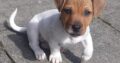 Jack Russell Terrier Galway Ireland