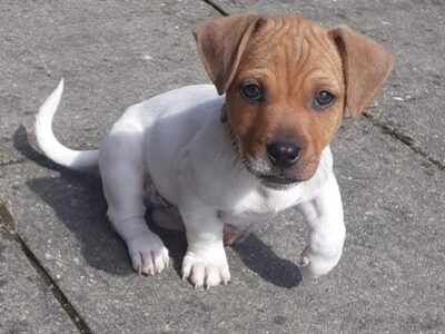 Jack Russell Puppies for Sale in Galway