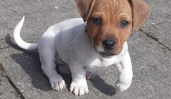 Jack Russell Terrier Galway Ireland