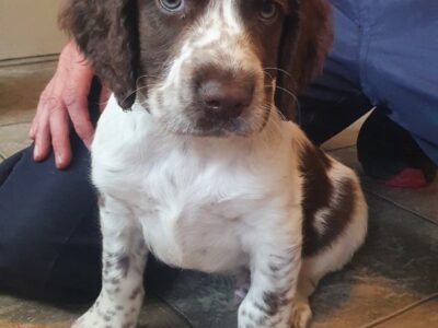 Springer Spaniel Puppies for Sale in Cavan