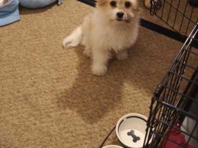Toy Poodle x Shih Tzu Puppies in Kildare
