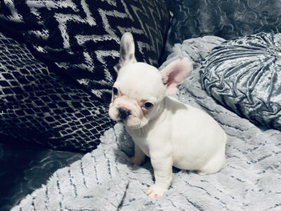 French Bulldog Puppy in Monaghan – Blue Eyes!