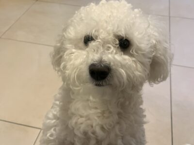 Playful Maltichon for Sale in Dublin