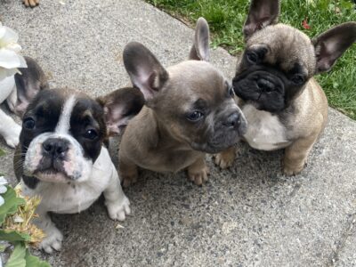 Fawn French Bulldog Puppy for Sale in Dublin