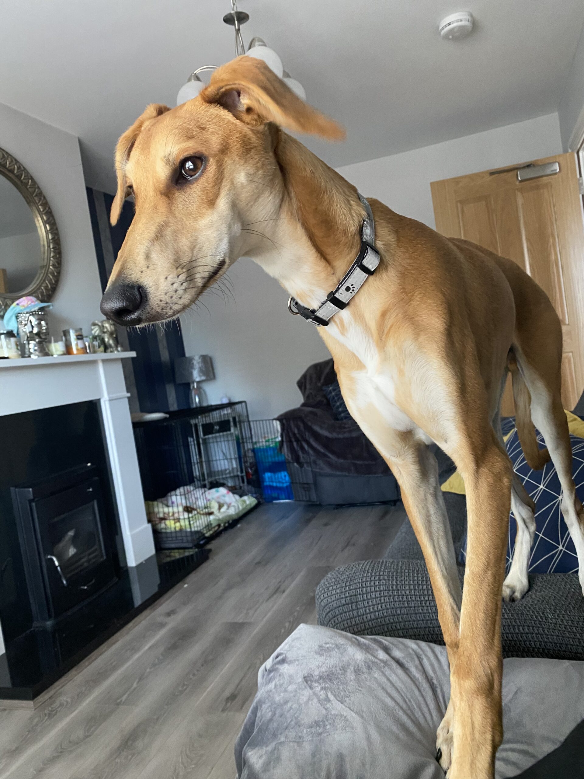 Lurcher for sale Cork Dogs For Sale Ireland
