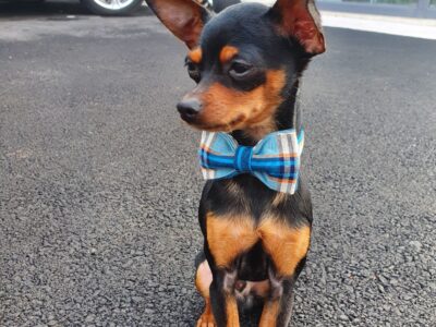 Russian Toy Terrier in Dublin – IKC Registered