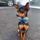 Russian toy terrier Stud dog