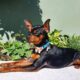 Russian toy terrier Stud dog