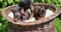 Russian toy terrier puppy Dublin