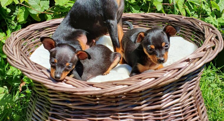 Russian toy terrier puppy Dublin