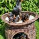 Russian toy terrier puppy Dublin