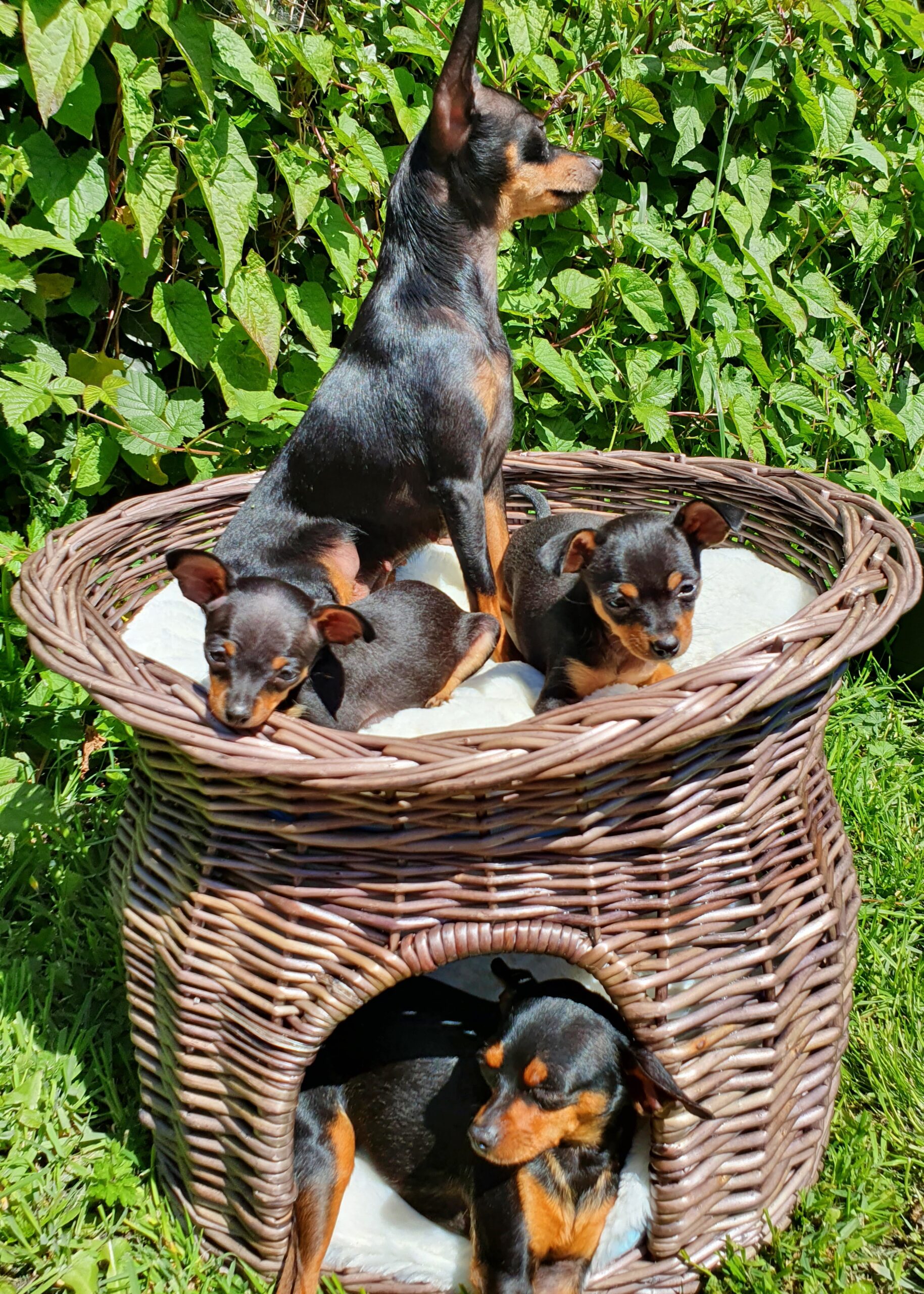 Russian toy terrier puppy Dublin Dogs For Sale Ireland