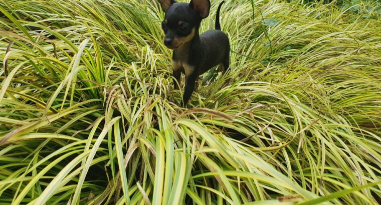 Russian toy terrier puppy Dublin