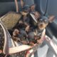 Russian toy terrier puppy Dublin