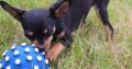 Russian toy terrier puppy Dublin