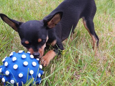 Russian Toy Terrier Puppy for Sale in Dublin