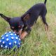 Russian toy terrier puppy Dublin