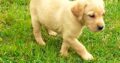 Labrador Puppies for Sale Tipperary