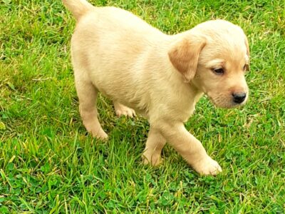 Labrador Puppies for Sale in Tipperary